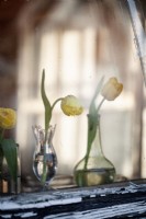 Mix of fringed tulips in small vases on display. Locally grown.