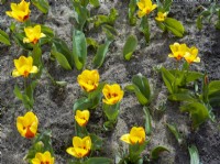 Flowerbed in spring with yellow and red Tulipa 'Stresa' in a sandy soil.