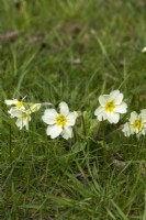 Primula vulgaris - primrose naturalised in a lawn - March