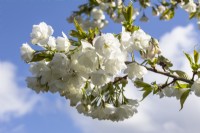 Prunus 'Shirotae' - Mount Fuji cherry - March