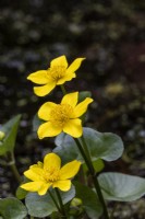 Caltha palustris - marsh-marigold - March