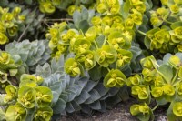 Euphorbia myrsinites - the myrtle spurge - March