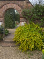 Arched entrance to garden with Hippocrepis emerus   April Spring