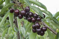Sweet Cherry - Prunus avium 'Hertford'