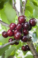 Sweet Cherry - Prunus avium 'Penny'