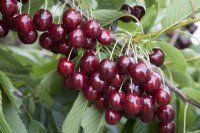 Sweet Cherry - Prunus avium 'Regina'