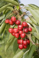 Sweet Cherry - Prunus avium 'Summit'