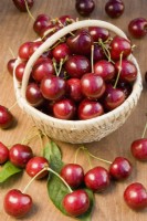 Sweet Cherry - Prunus avium 'Sweetheart'