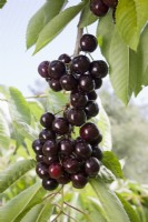 Sweet Cherry - Prunus avium 'Van'