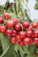 Sweet Cherry - Prunus avium 'Zoe'