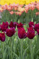 Tulipa 'Merlot' - Lily Flowered Tulip