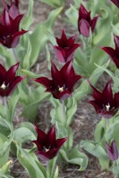 Tulipa 'Sarah Raven' - Lily Flowered Tulip