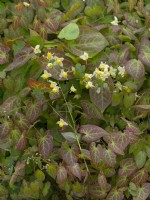 Epimedium x parrelchicum, barrenwort April Spring