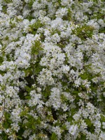 Exochorda x macrantha 'The Bride'  April  Spring