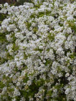 Exochorda x macrantha 'The Bride'  April  Spring