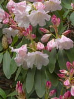 Rhododendron 'Loderi King George'  April  Spring