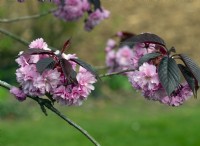 Prunus 'Royal Burgundy', April Spring