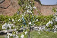 Festooning on a Cherry Tree - Prunus avium 'Penny'