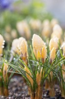 Crocus chrysanthus 'Romance' with morning dew