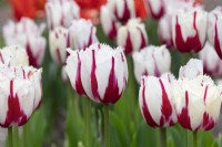 Tulipa 'Burning Fire' - Fringed Tulip