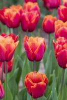 Tulipa 'Louvre Orange' - Fringed Tulip