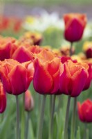 Tulipa 'Louvre Orange' - Fringed Tulip