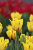 Tulipa 'Party Clown' - Fringed Tulip