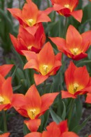 Tulipa 'Synaeda Orange' - Lily Flowered Tulip