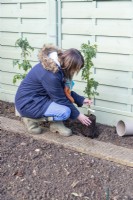 Woman planting Thornless Blackberry plants