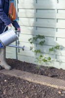 Woman watering  newly planted Thornless Blackberry plant