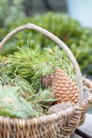 Pine cones and sprigs in wicker basket
