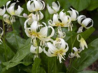 Trout lily Erythronium revolutum White Beauty  April Spring