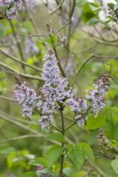 Syringa vulgaris 'Voorzitter Dix' - Lilac