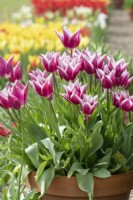 Tulipa 'Ballade' - Lily Flowered Tulips in a plant pot