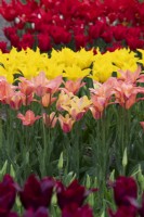 Tulipa 'Marianne' - Lily Flowered Tulip 