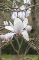 Magnolia 'Milky Way'