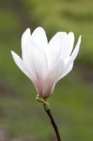 Magnolia soulangeana 'Specioca'