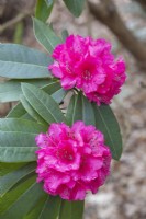 Rhododendron 'Carita Charm'
