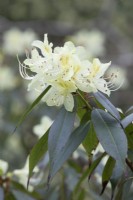 Rhododendron 'Parmulatum'