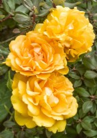 Rosa Korberbeni Golden Beauty, summer June