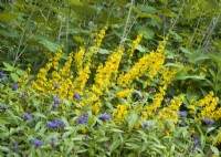 Perennial bed with Lysimachia punctata and blue flowers of Centaurea, summer July