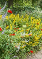 Perennial bed with Lysimachia punctata in foreground red flowers of Lychnis chalcedonica and blue spires of Veronica spicata, summer July