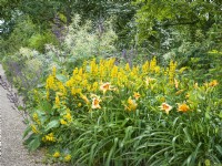 Perennial bed with Lysimachia punctata and Hemerocallis in foreground. Beyond blue flowers of Salvia pratensis and white Aruncus dioicus, summer July