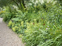 Perennial border with edging of Alchemilla mollis near gravel path and white flowers of Aruncus at the back, summer July