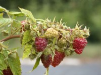 Rubus idaeus Abundance Spineless Red, summer July