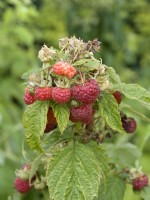 Rubus idaeus Abundance Spineless Red, summer July