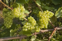 Grape - Vitis vinifera 'Chardonnay'