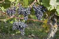 Grape - Vitis vinifera 'Dornfelder'