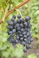 Grape - Vitis 'Muscat Bleu'