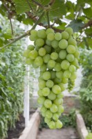 Grape - Vitis vinifera 'Muscat of Alexandria'